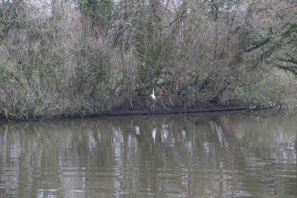Duikers van de brandweer redden vastzittende meeuw