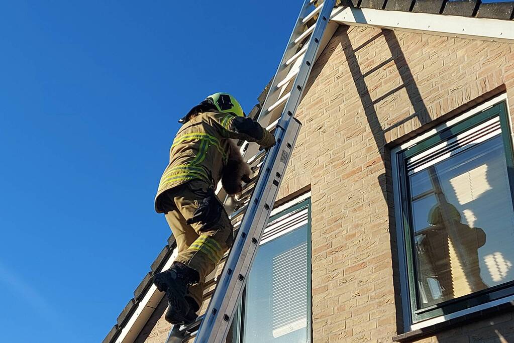 Brandweer redt kat van dak