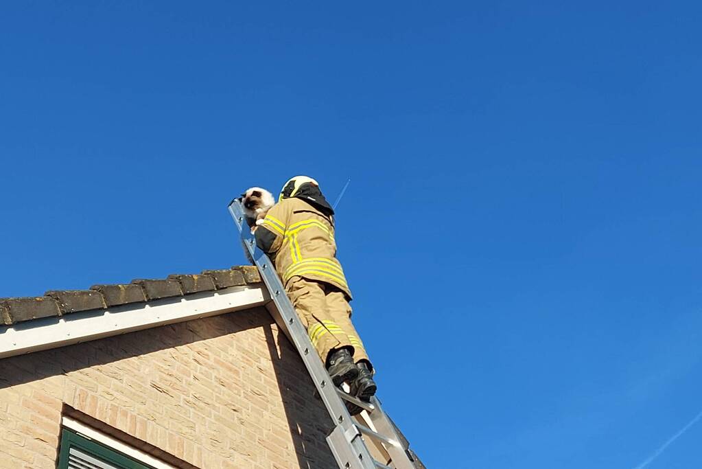 Brandweer redt kat van dak