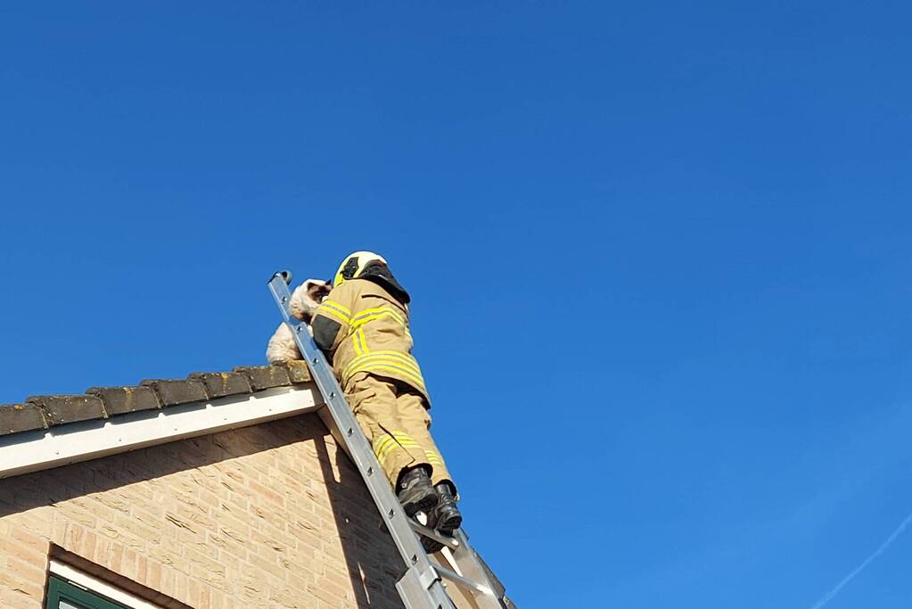Brandweer redt kat van dak