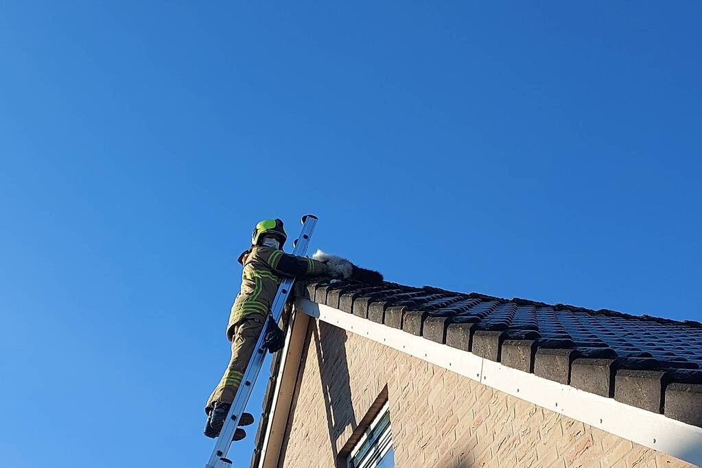 Brandweer redt kat van dak