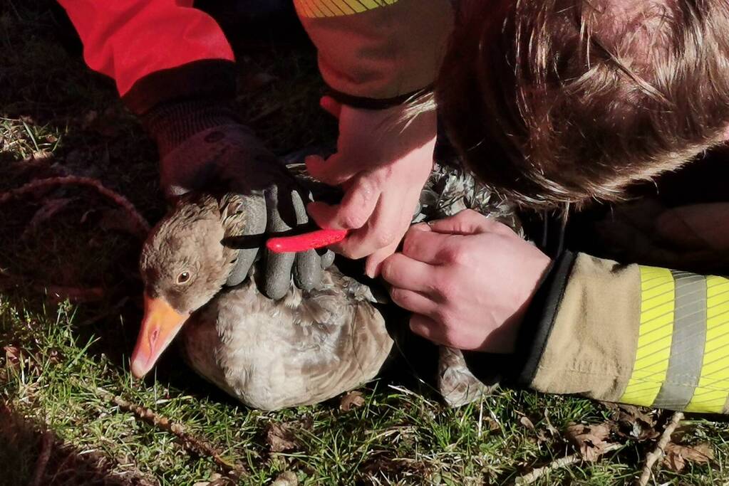 Brandweer redt gans met visdraad om zijn nek