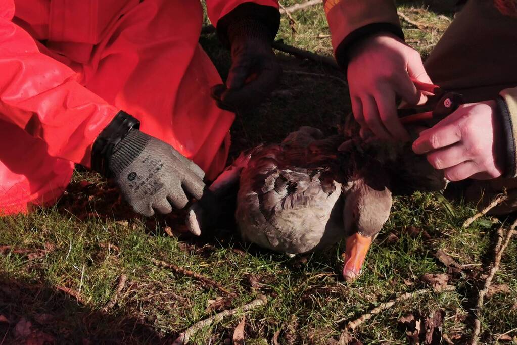 Brandweer redt gans met visdraad om zijn nek