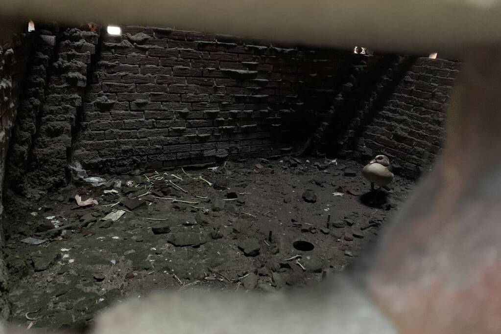 Brandweer redt gans uit kunstwerk