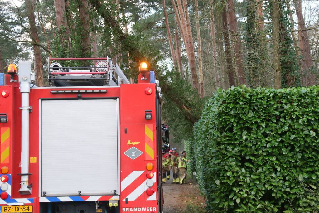 Flinke boom staat op omvallen door storm Dudley