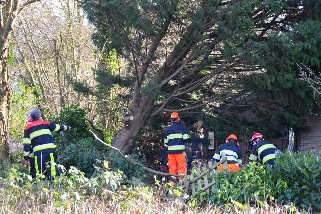 Grote dennenboom valt op woning