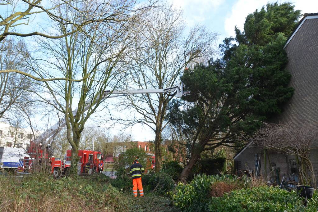 Grote dennenboom valt op woning