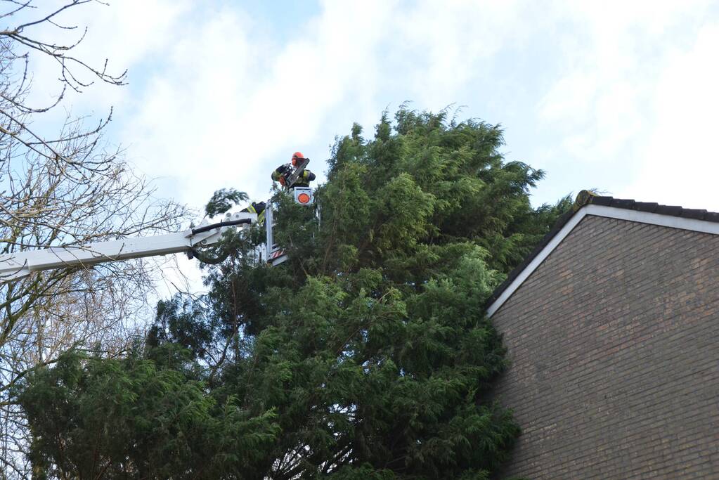 Grote dennenboom valt op woning