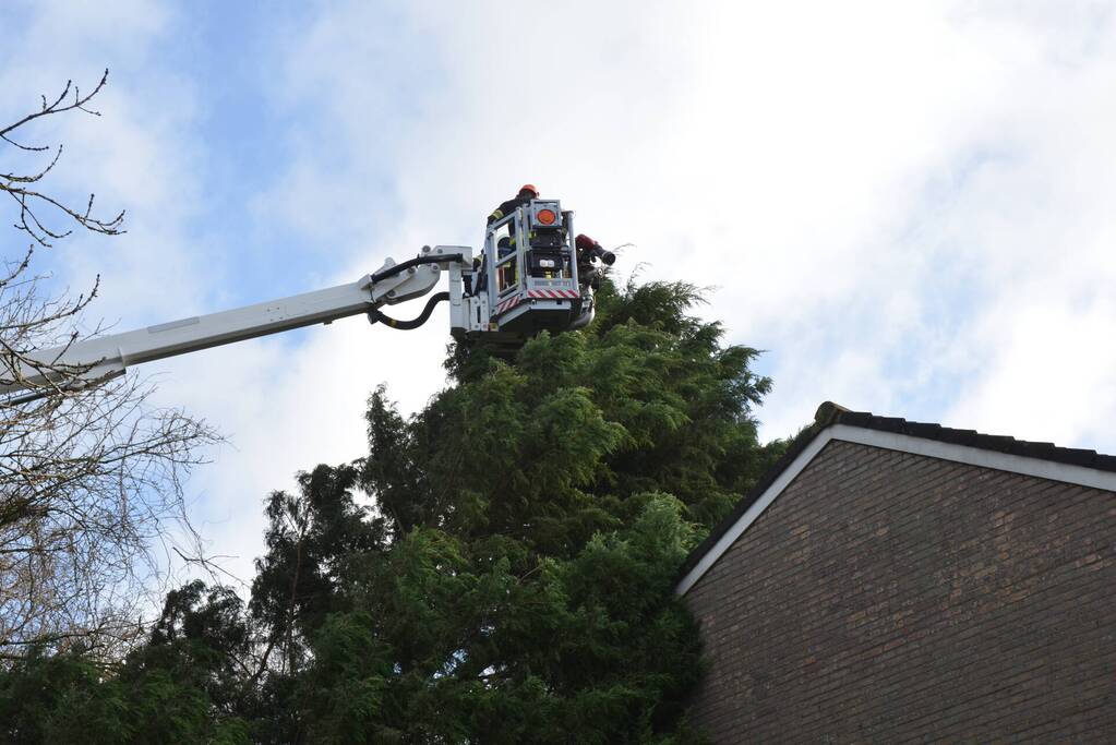 Grote dennenboom valt op woning