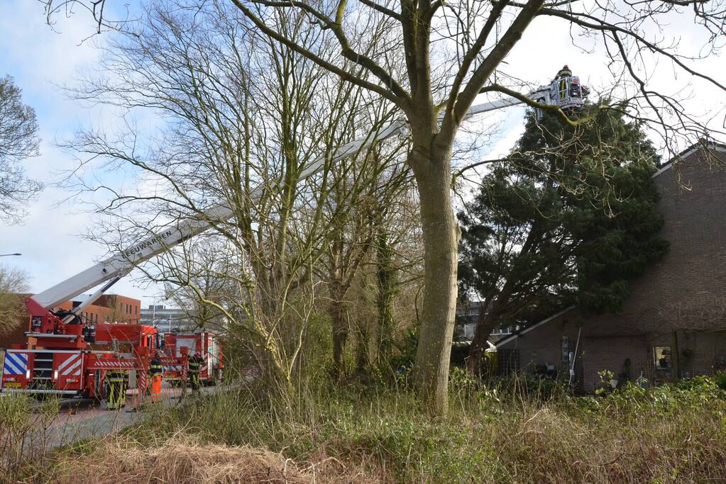 Grote dennenboom valt op woning