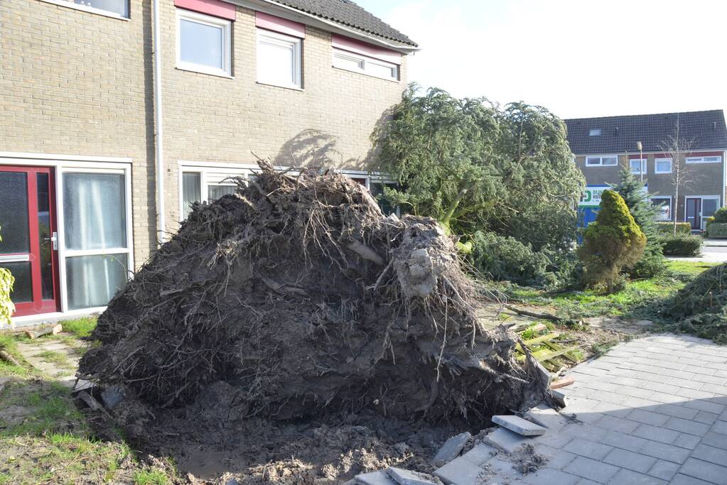 Boom waait om langs woonhuis