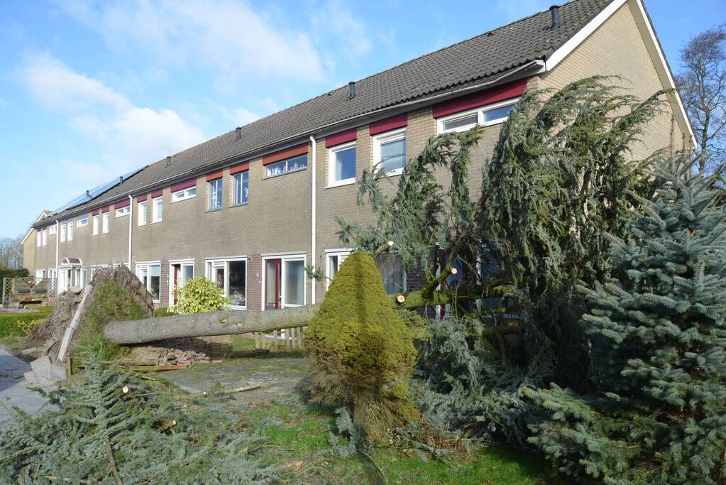 Boom waait om langs woonhuis