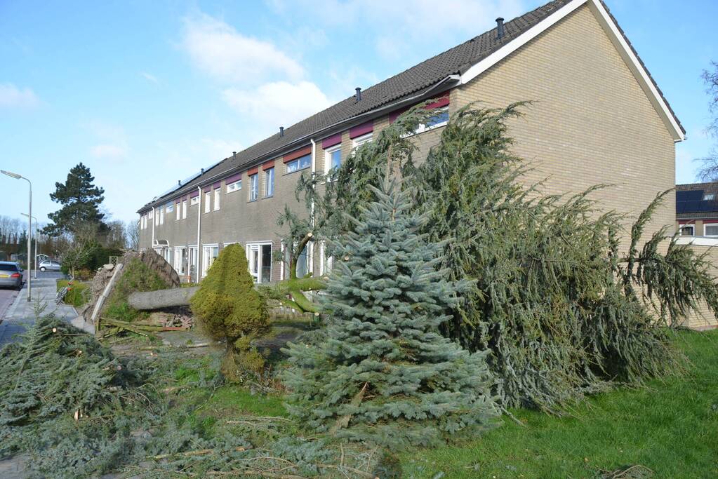 Boom waait om langs woonhuis