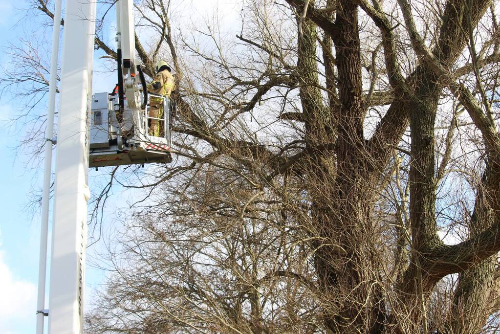 Dikke boom door storm gesplitst
