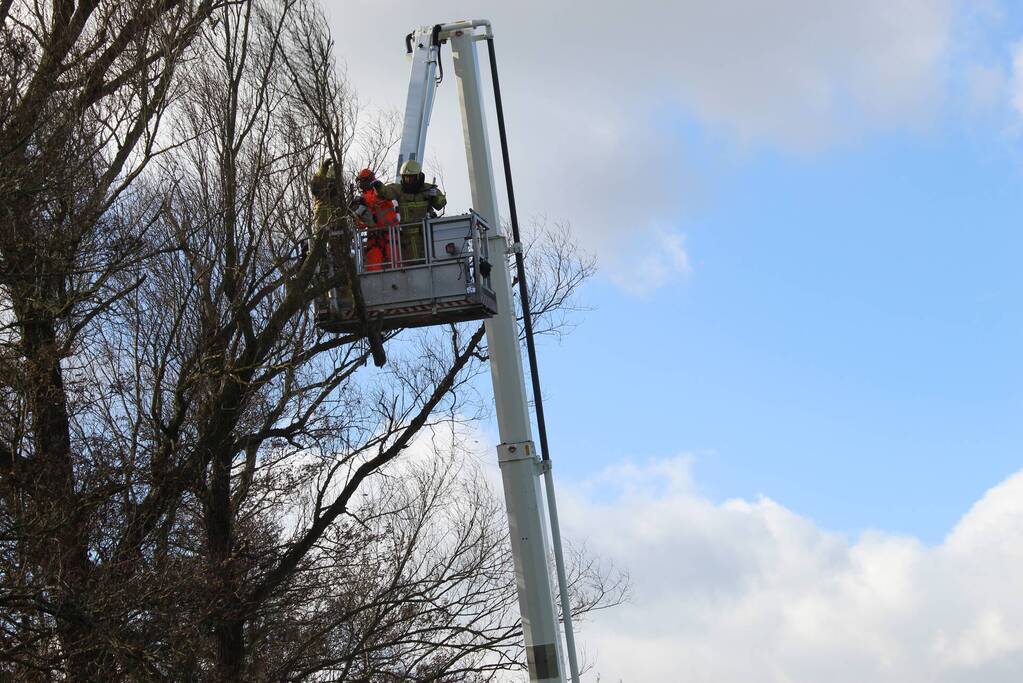 Dikke boom door storm gesplitst