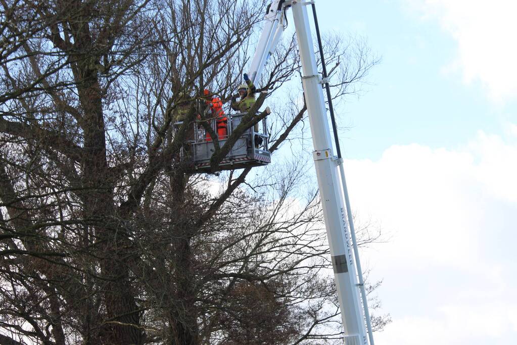 Dikke boom door storm gesplitst