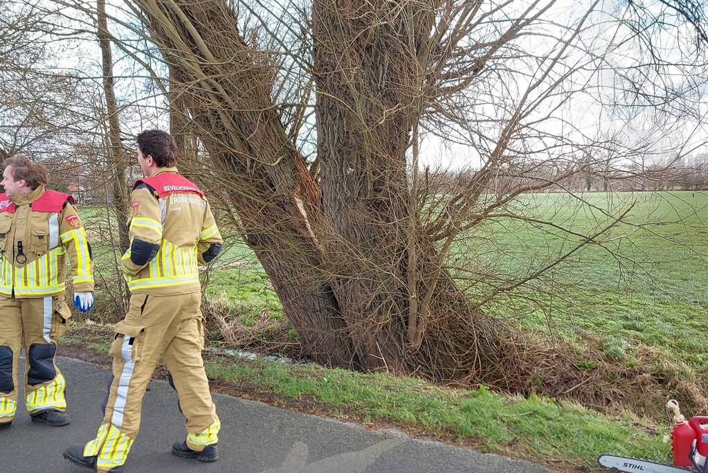 Dikke boom door storm gesplitst