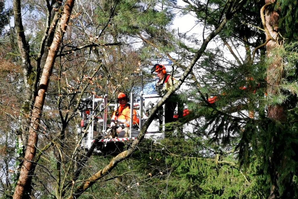 Boom dreigt op woning te vallen