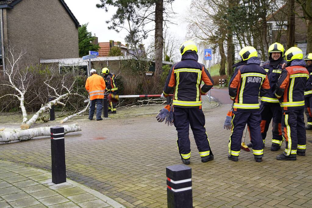 Boomstammen dreigen over weg te vallen