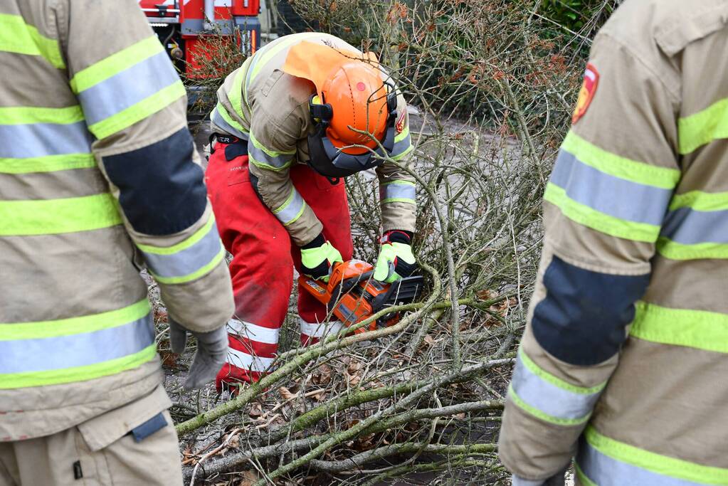 Boom waait uit voortuin over de weg