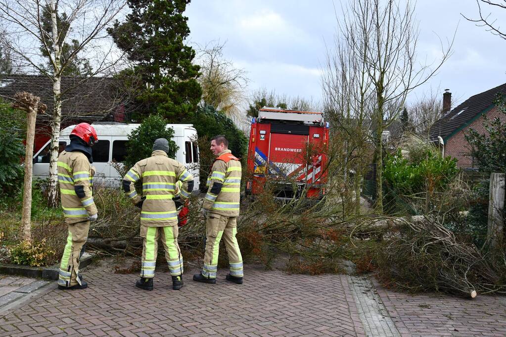 Boom waait uit voortuin over de weg