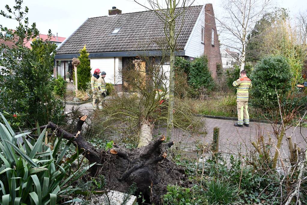Boom waait uit voortuin over de weg