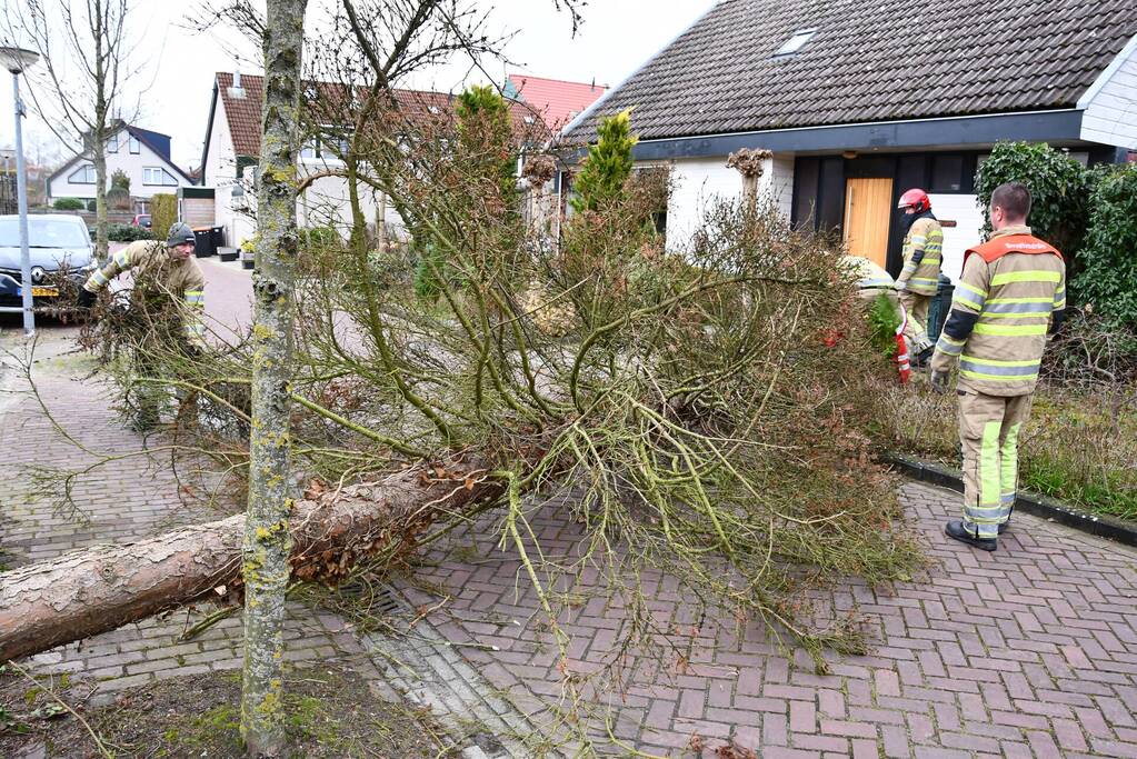 Boom waait uit voortuin over de weg