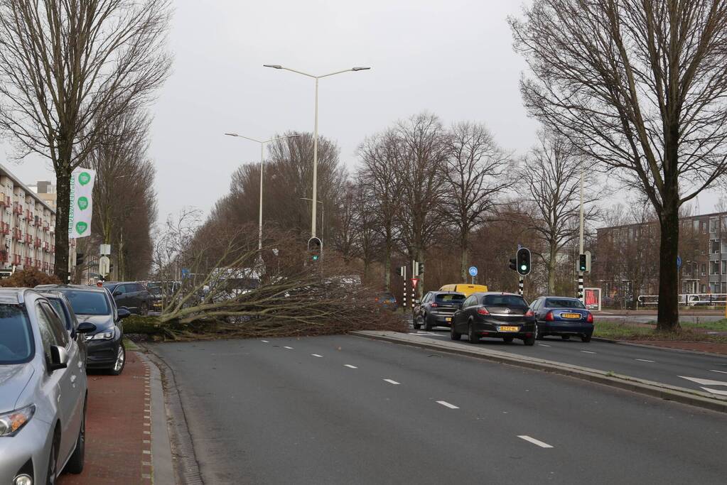 Grote boom waait om