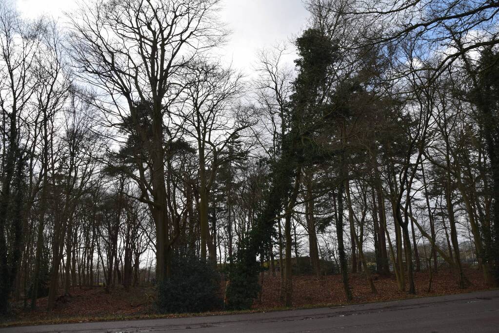 Brandweer laat boom gecontroleerd omvallen