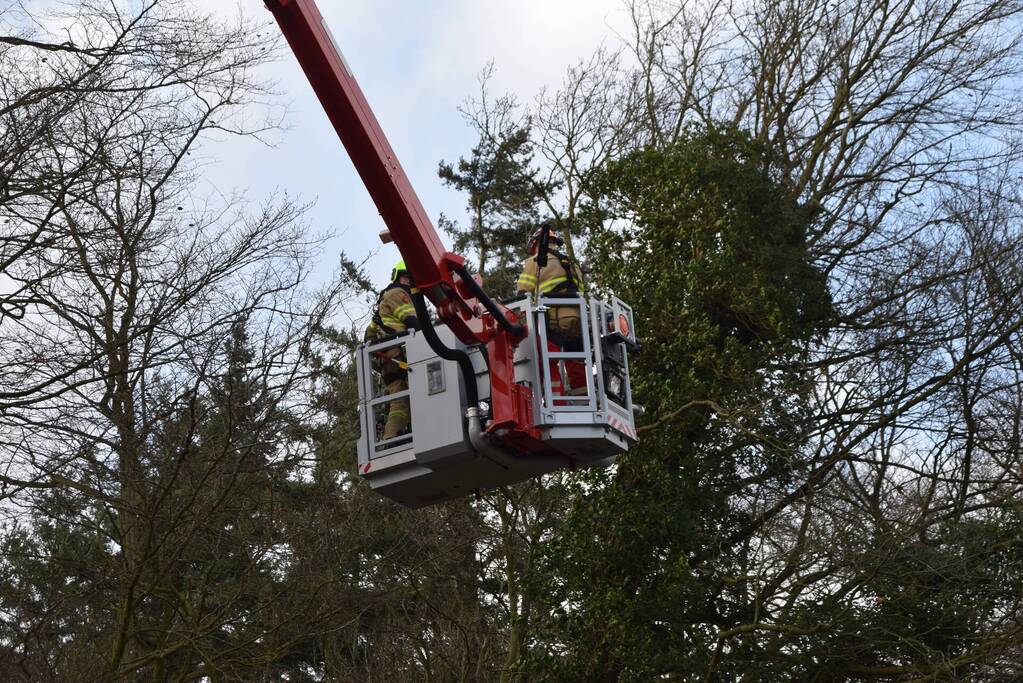 Brandweer laat boom gecontroleerd omvallen