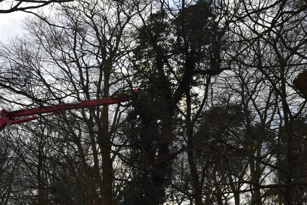 Brandweer laat boom gecontroleerd omvallen