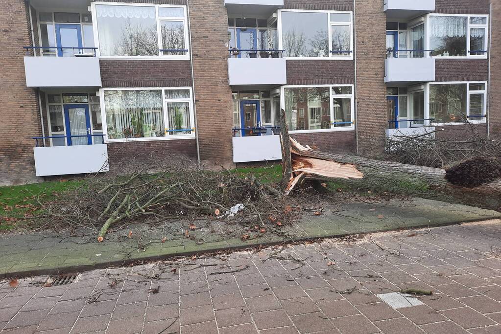 Grote boom waait over fietspad
