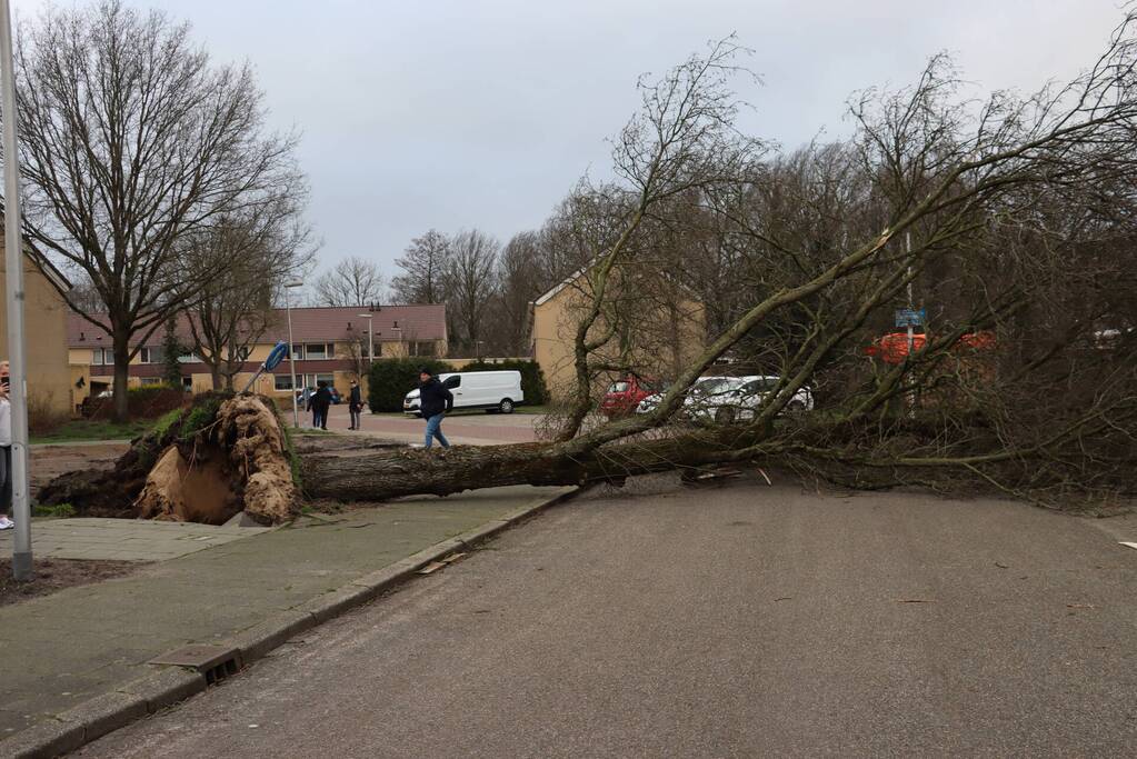 Drie bomen waaien om in dezelfde straat
