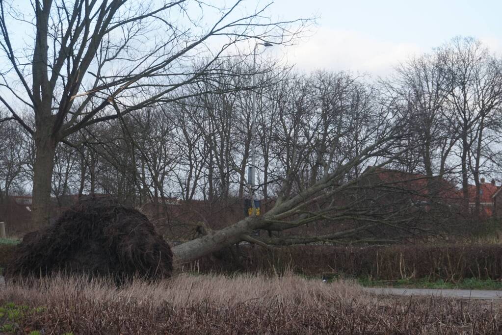 Omgewaaide boom blokkeren weg