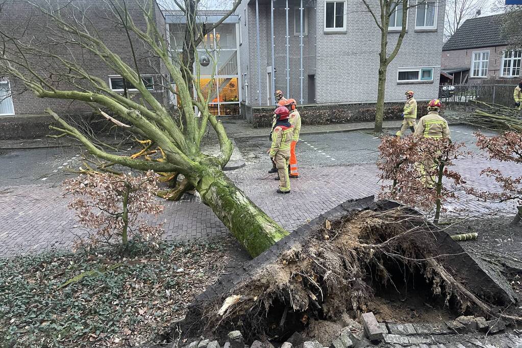 Grote boom valt op geparkeerde auto