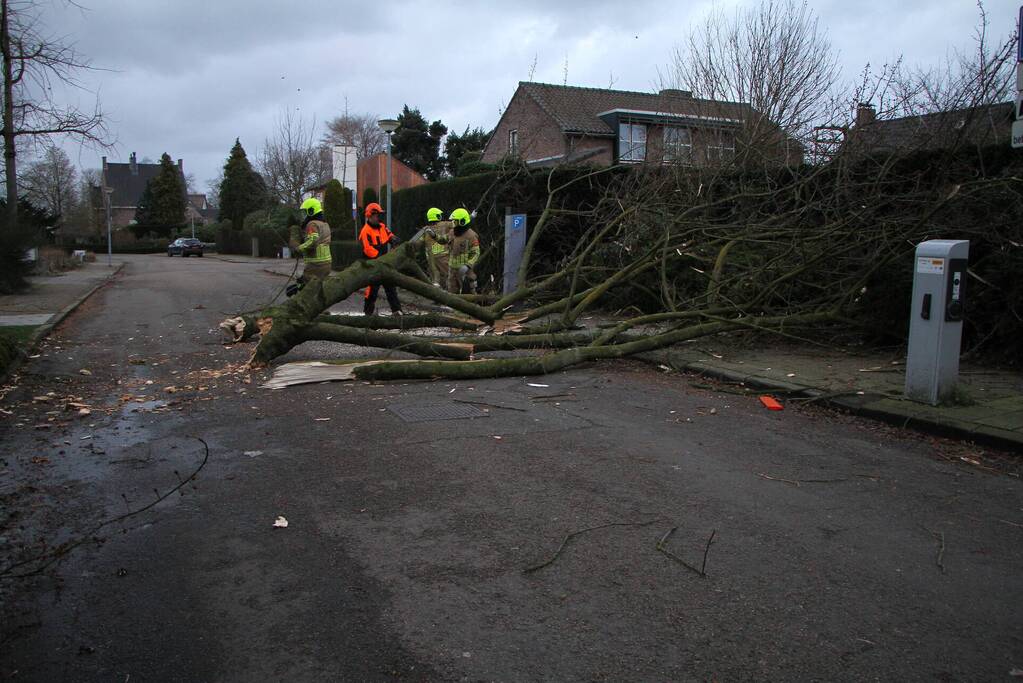Grote tak breekt uit boom