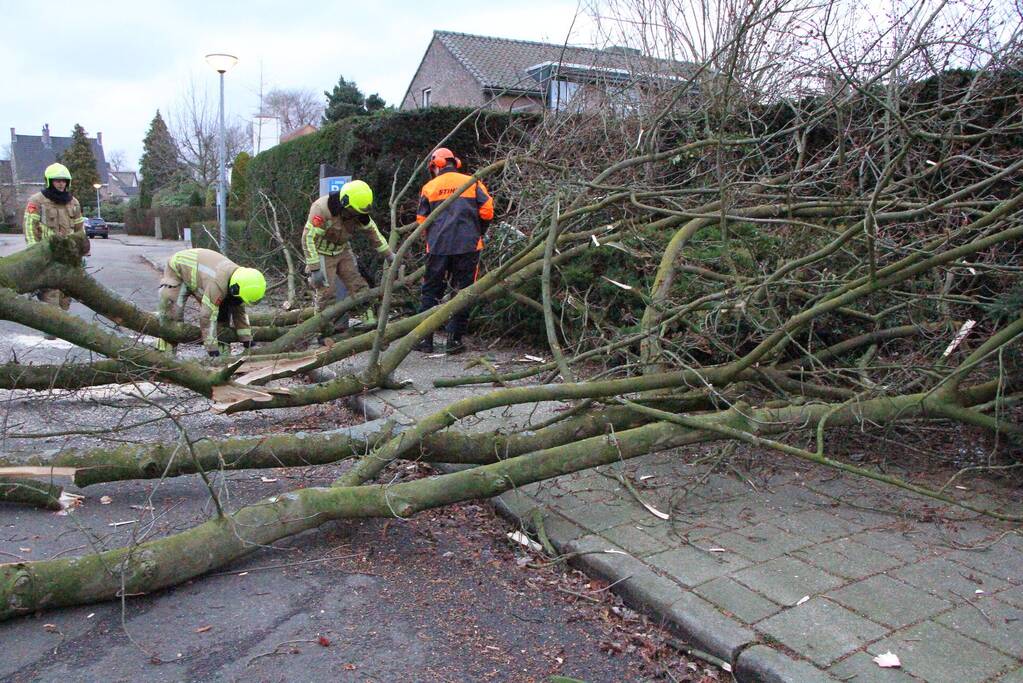 Grote tak breekt uit boom
