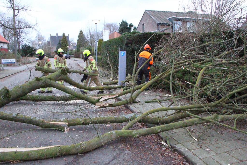 Grote tak breekt uit boom