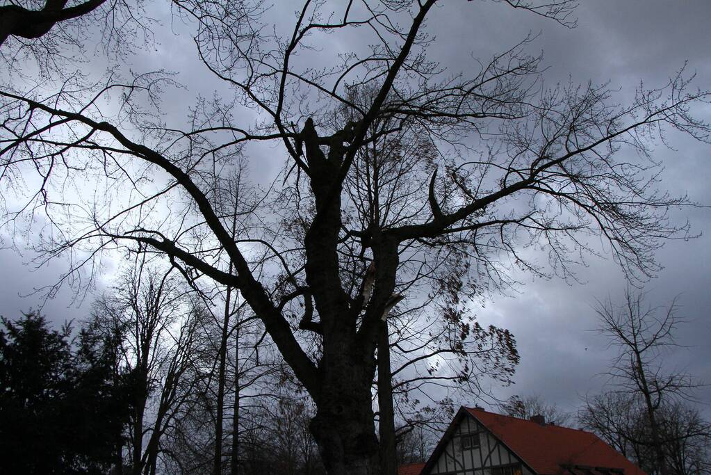 Grote tak breekt uit boom