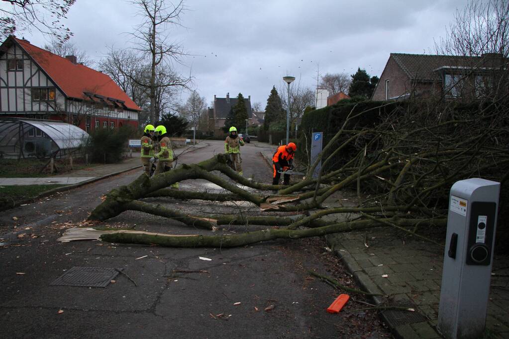 Grote tak breekt uit boom