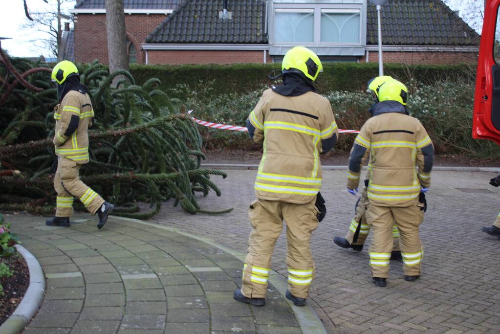 Omgewaaide boom in voortuin