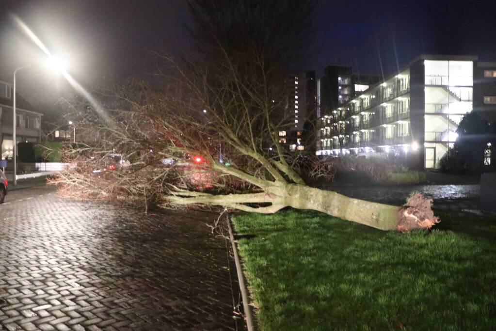 Boom blokkeert weggedeelte