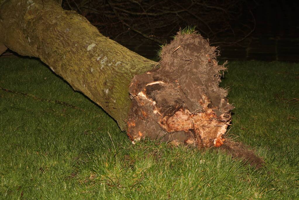 Boom blokkeert weggedeelte