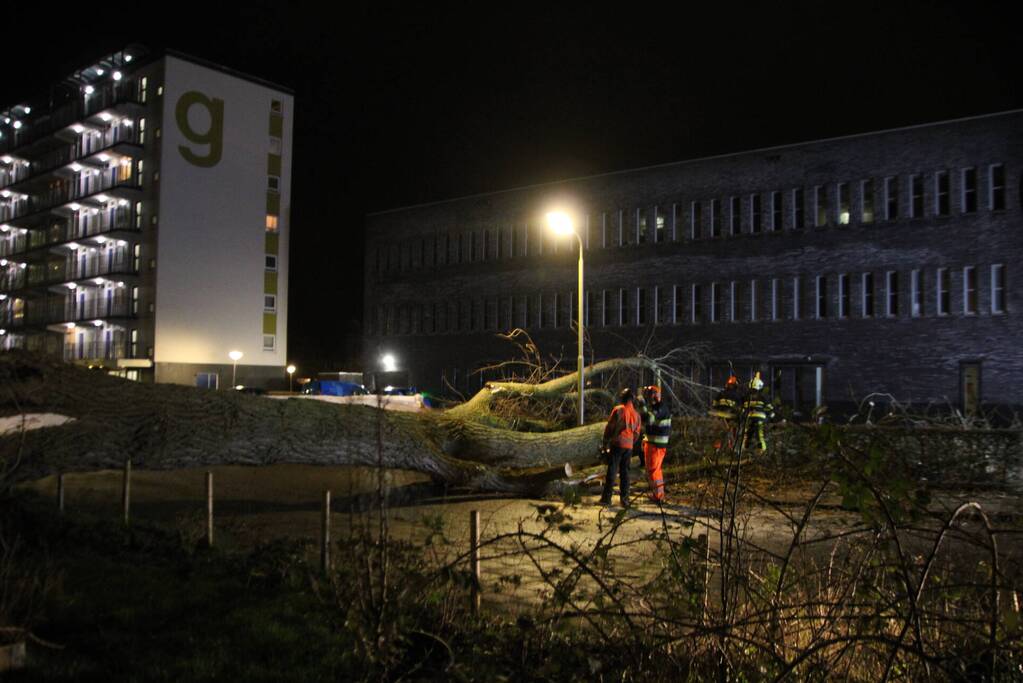 Grote boom omgewaaid in woonwijk