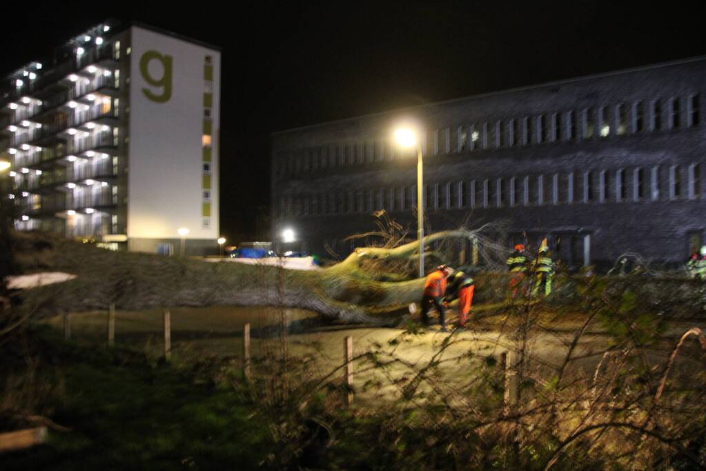Grote boom omgewaaid in woonwijk