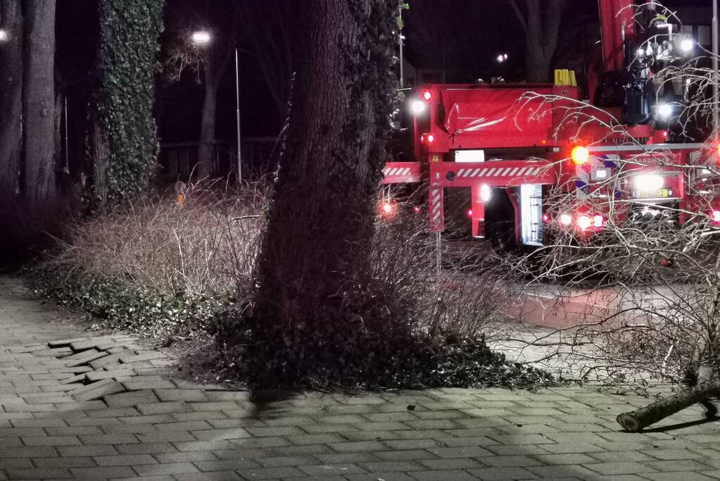 Grote boom dreigt om te vallen