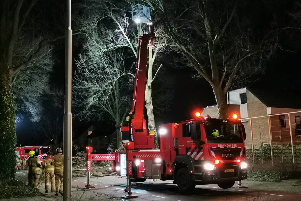 Grote boom dreigt om te vallen