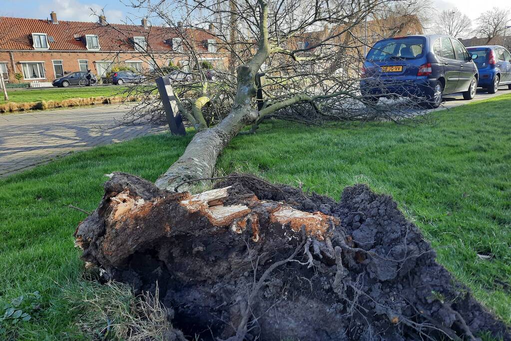 Weg verspert door een omgewaaide boom