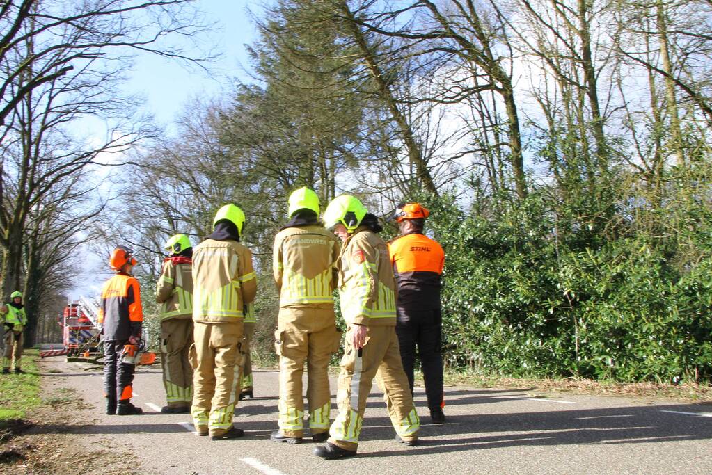 Boom dreigt op weg te vallen