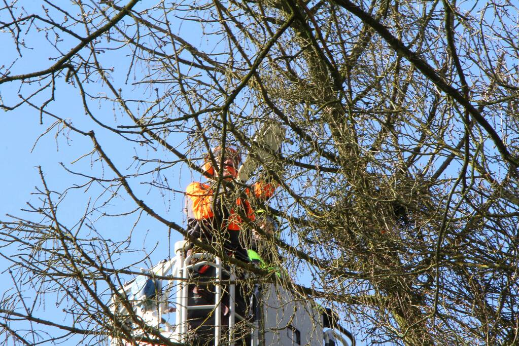 Boom dreigt op weg te vallen